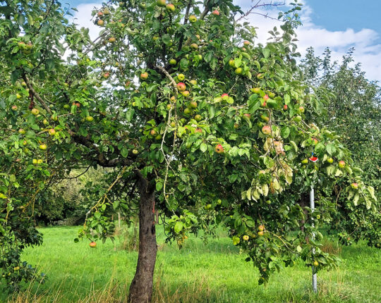 Verlockend: Winterhausens leckerstes Biotop im Spätsommer Verlockend: Winterhausens leckerstes Biotop im Spätsommer