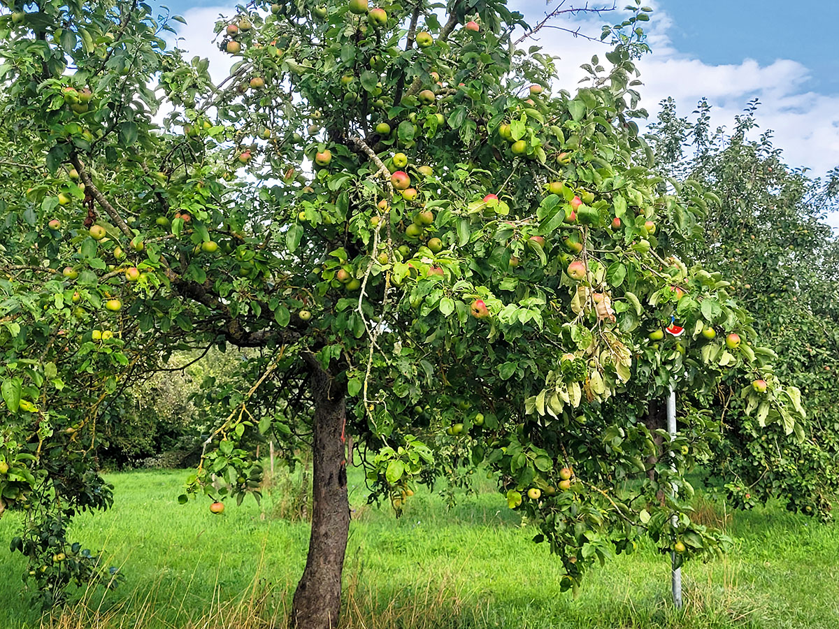 Verlockend: Winterhausens leckerstes Biotop im Spätsommer