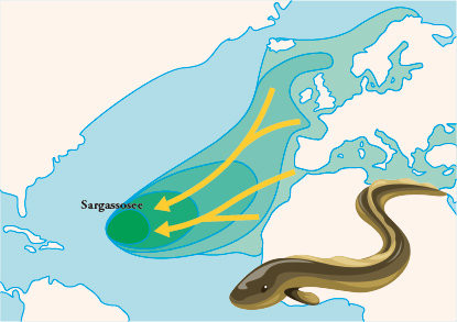 Die Karte zeigt die Laichgebiete von Aalen, die auf ihrem Weg von Europa in die Sargassosee einen weiten Weg zurücklegen. Als kleine Larven lassen sich die jungen Tiere vom Golfstrom zurück nach Europa treiben.