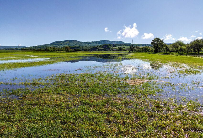 Wässerkulisse „Hofäcker“ bei Gosberg. Im Hintergrund das „Walberla“.