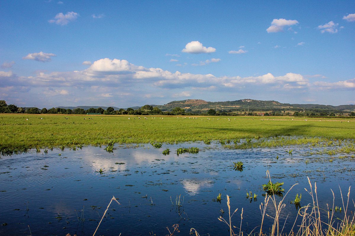 Störche in den Wiesen der „Gosberger Zweng“. Im Hintergrund die Ehrenbürg.