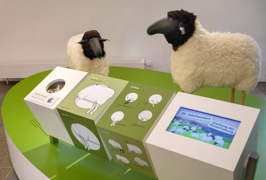 Fast echte Rhönschafe