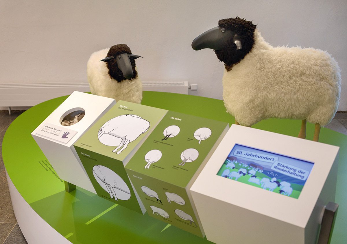 Fast echte Rhönschafe