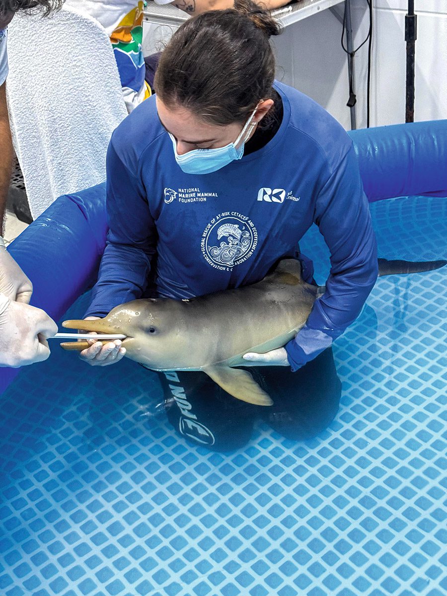 Die Rettung des jungen Franciscana-Delfins Francisca zeigt, wie internationale Zusammenarbeit, Forschung und lokale Gemeinschaften im Artenschutz zusammenspielen. PACHA und der Tiergarten Nürnberg bündeln dabei Expertise und Netzwerke, um bedrohten Delfinen Überlebenschancen zu geben. Francisca wurde so zum Symbol für Verantwortung und Bewusstsein im Schutz der biologischen Vielfalt
