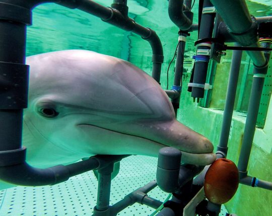 Delfine spüren elektrische Felder im Wasser