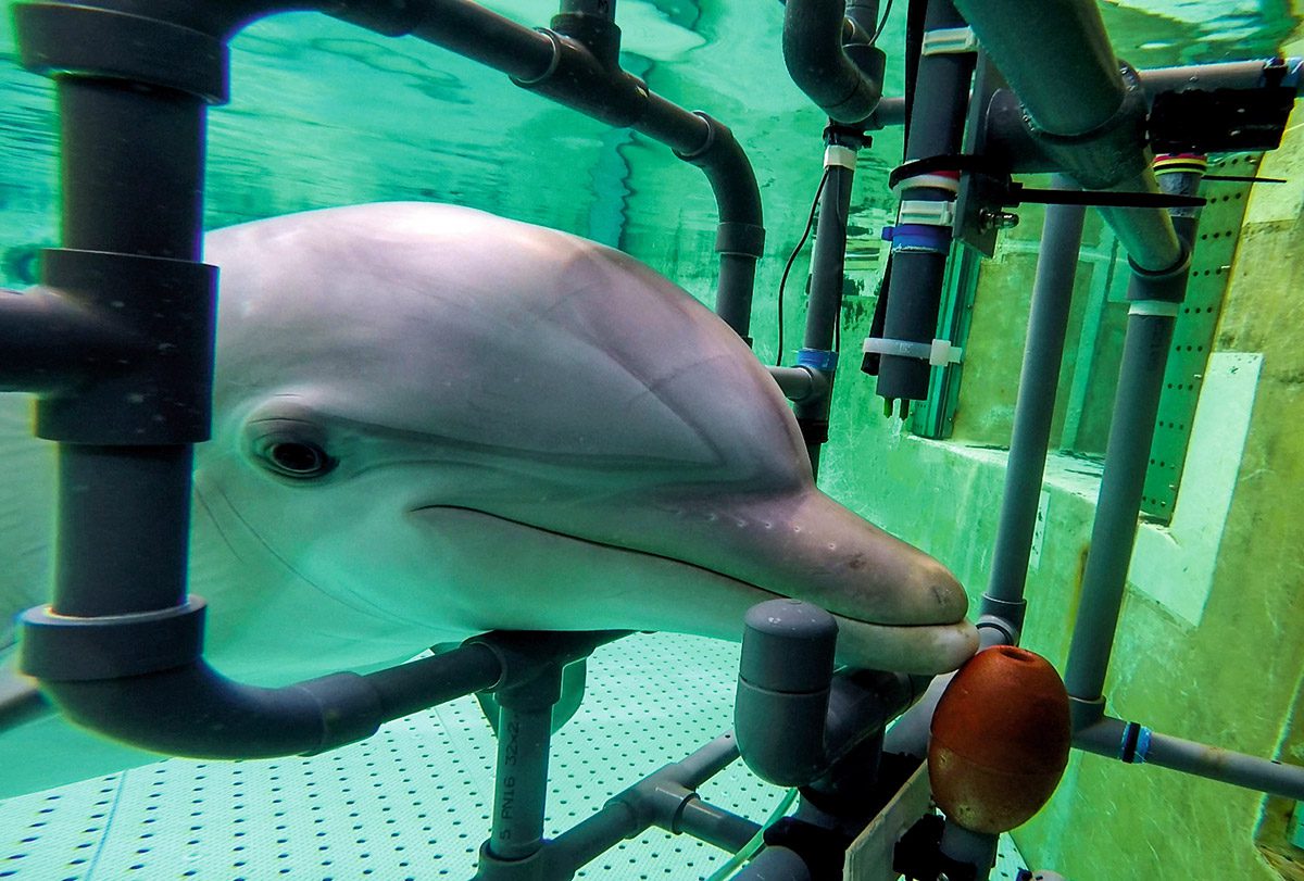 Delfine spüren elektrische Felder im Wasser