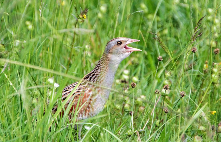 Der Wachtelkönig beim knarren. Gegenwärtig ist er gerade in Afrika. Der Wachtelkönig beim knarren. Gegenwärtig ist er gerade in Afrika.