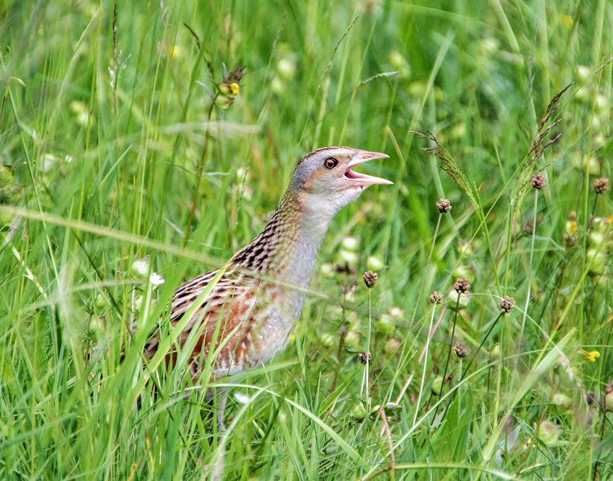 Der Wachtelkönig beim knarren. Gegenwärtig ist er gerade in Afrika.