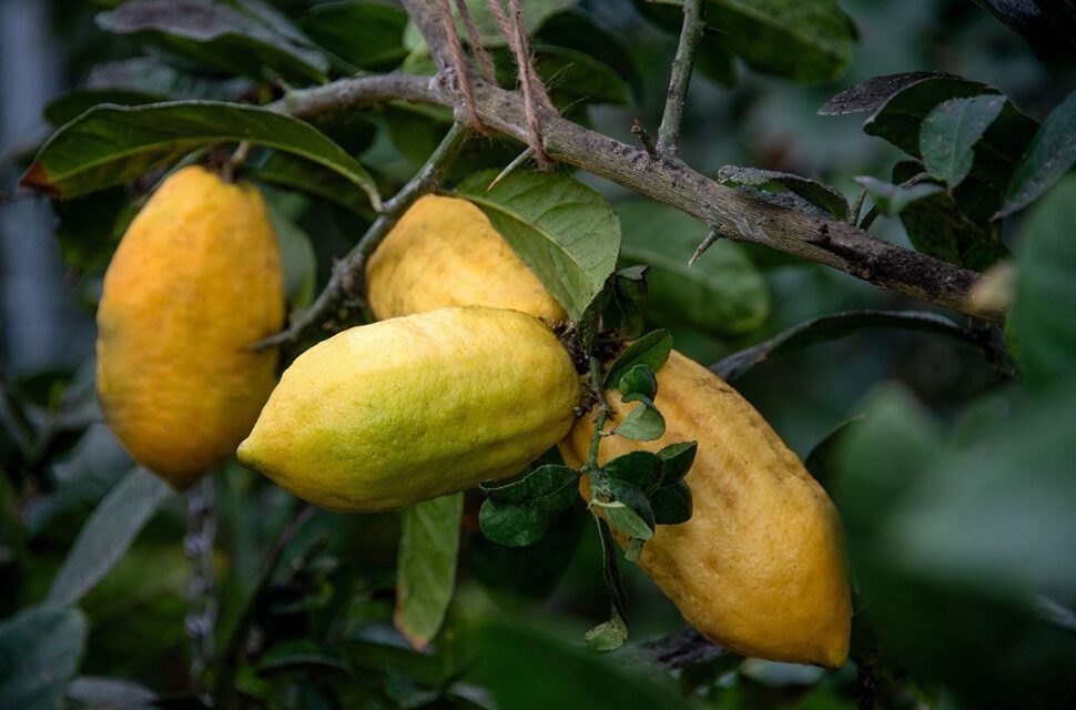 Imposante Köstlichkeit: Die Cedro ist die Königin der Zitronen und fühlt sich auch in Segnitz wohl.
