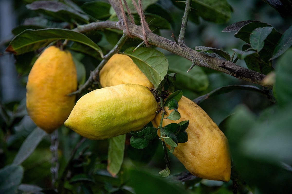 Imposante Köstlichkeit: Die Cedro ist die Königin der Zitronen und fühlt sich auch in Segnitz wohl.