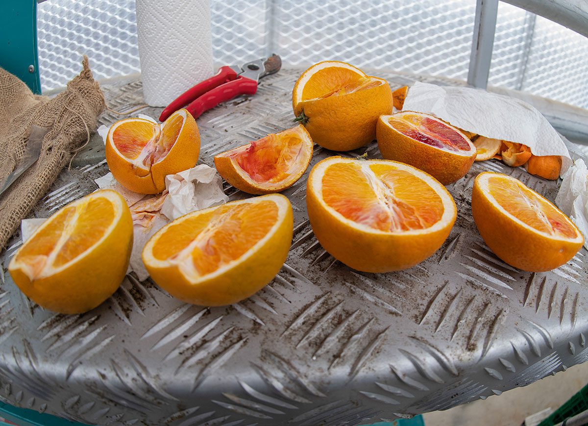 Reifeprüfung an offener Frucht. Florian Hagn testet Geschmack und Reifegrad verschiedener Orangensorten.