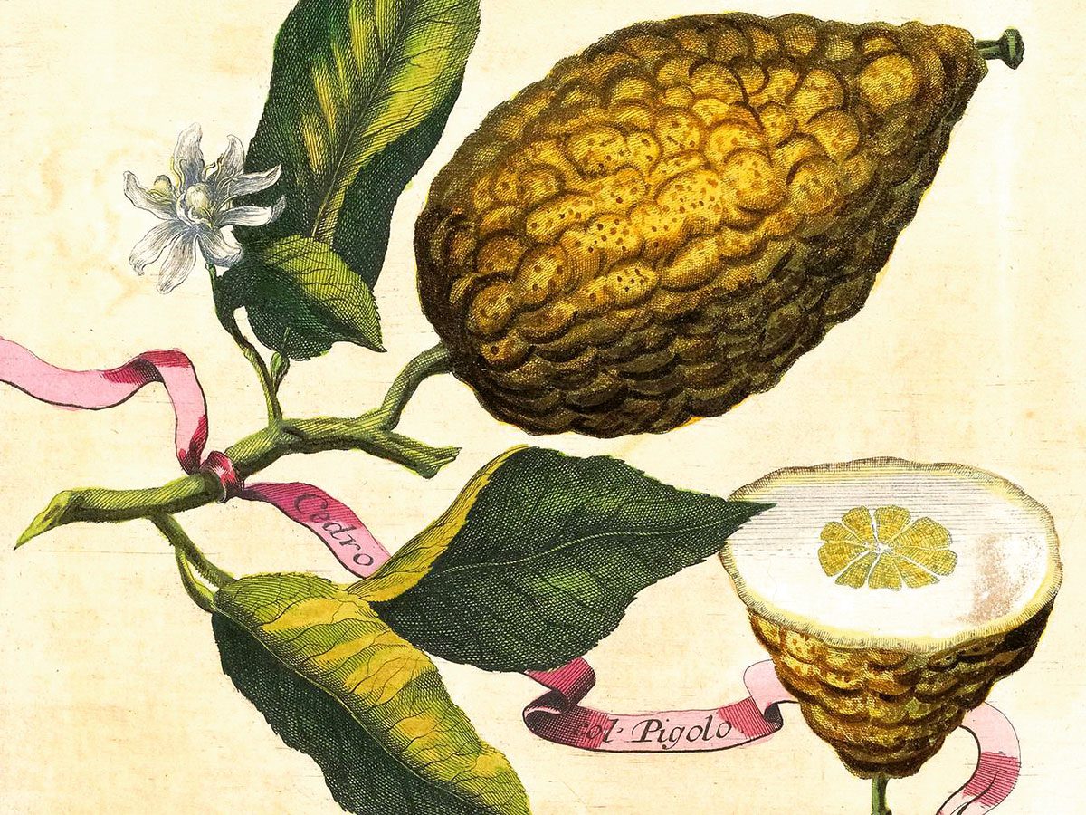 Zitronatzitrone (ital. cedro), kolorierter Kupferstich aus dem barocken Prachtband "Nürnbergische Hesperiden" von Johann Christoph Volkamer.